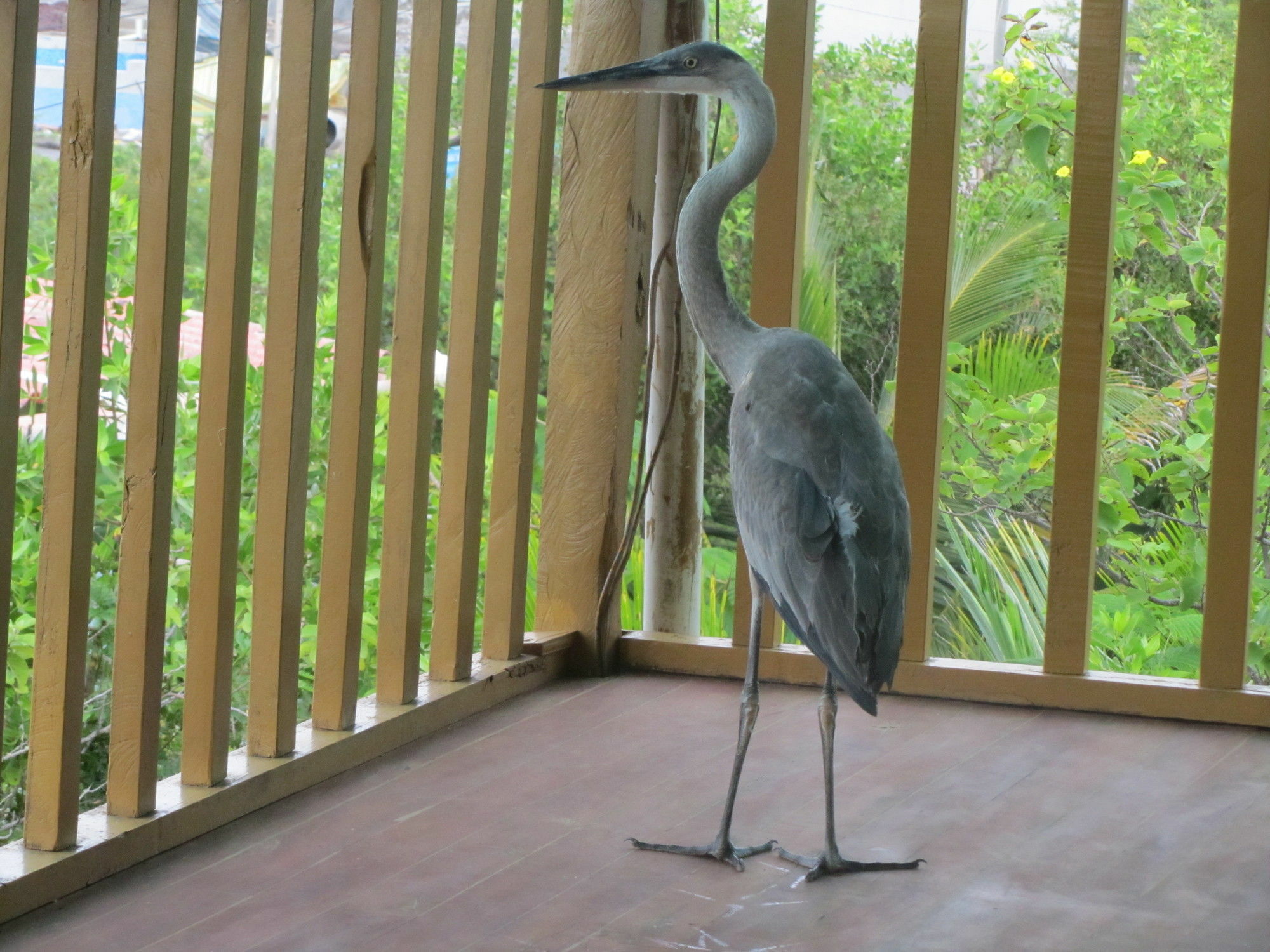 Galapagos Chalet 푸에르토아요라 외부 사진